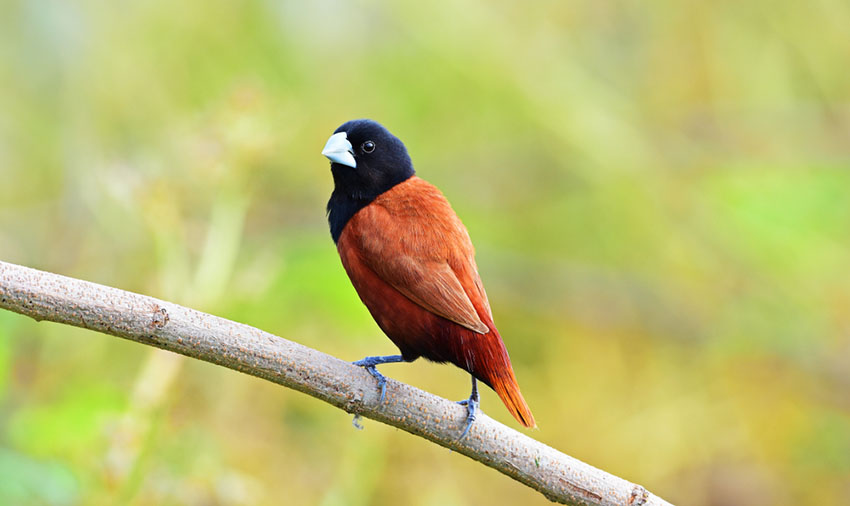 Chestnut Munia