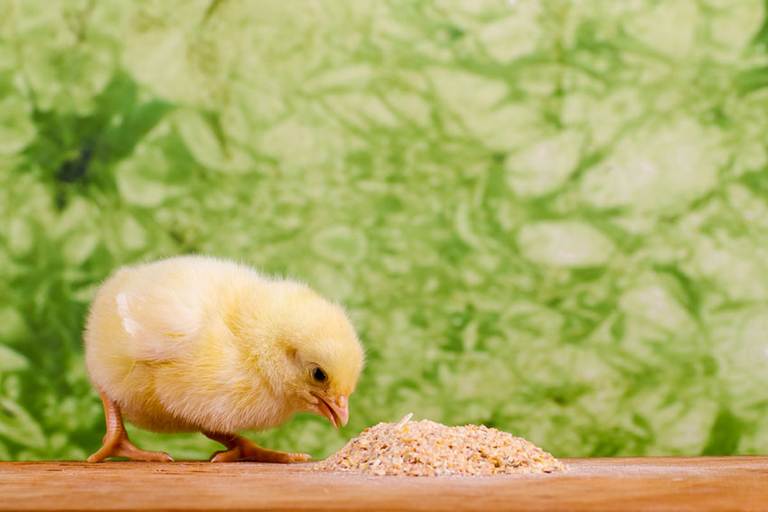 Chick feeding