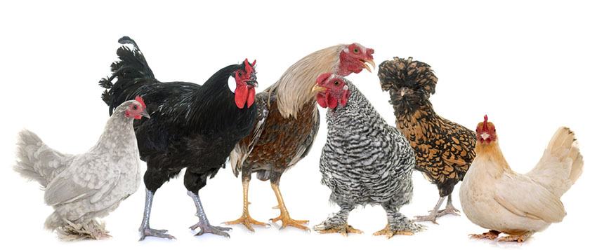 Chicken breeds