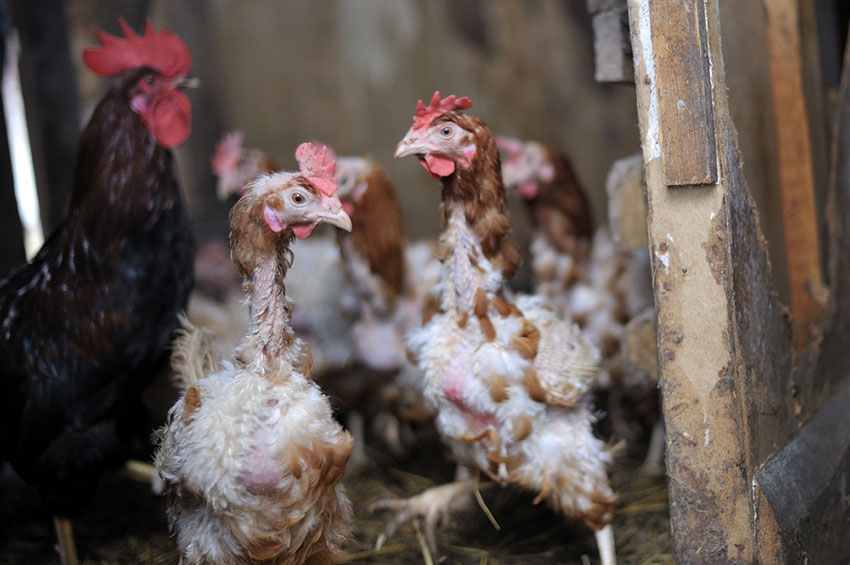 Chickens molting