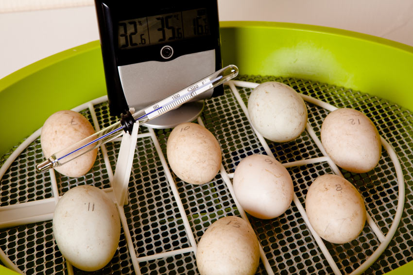 A clutch of fertalised chicken eggs in an incubator