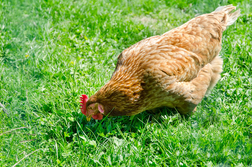 A healthy Welsummer chicken free roaming in search for bugs to eat
