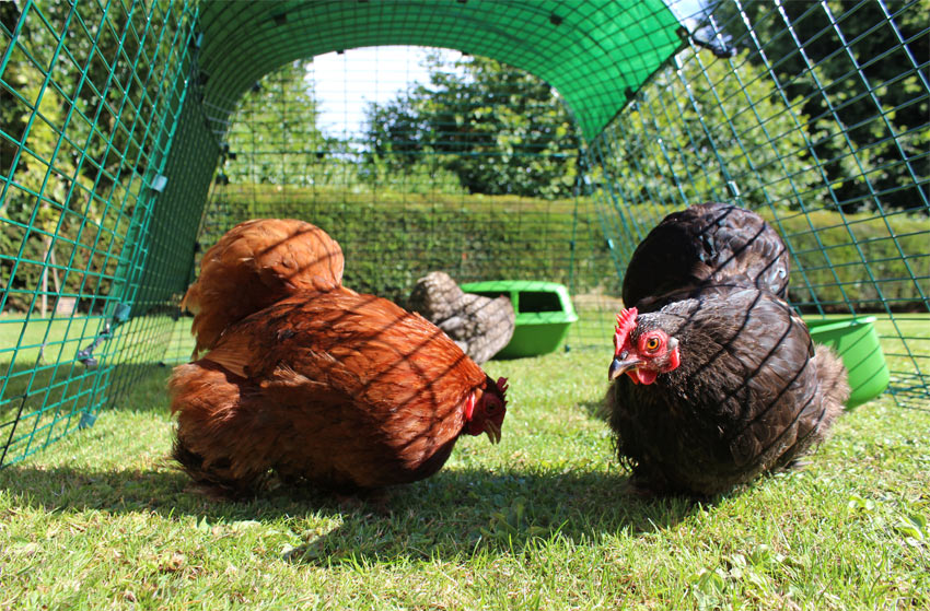 Our chickens feel very safe inside their extendable chicken runs