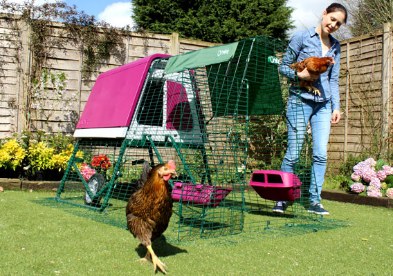 Eglu Go UP chicken house and run set up in garden with chickens roaming.