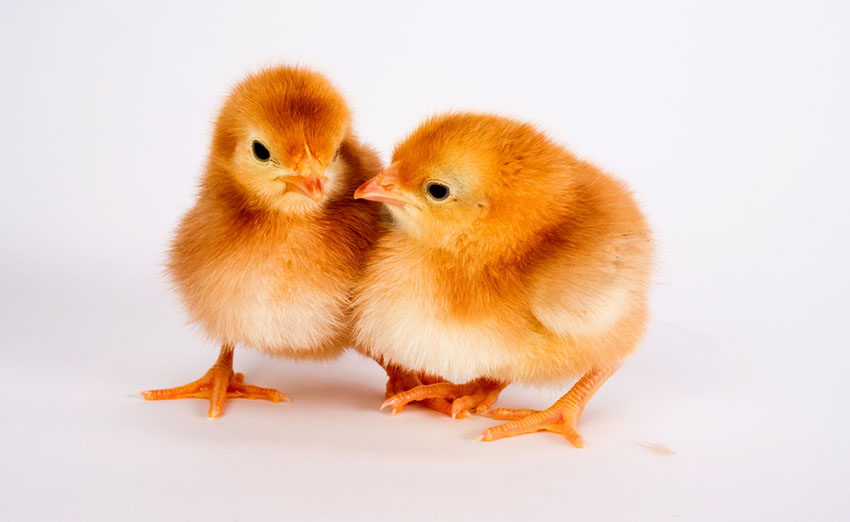 Chicks Rhode Island Red breed