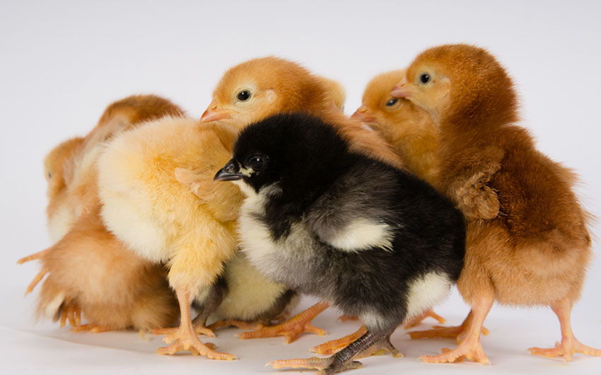 Chicks new hatched