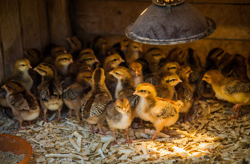 Chicks under lamp