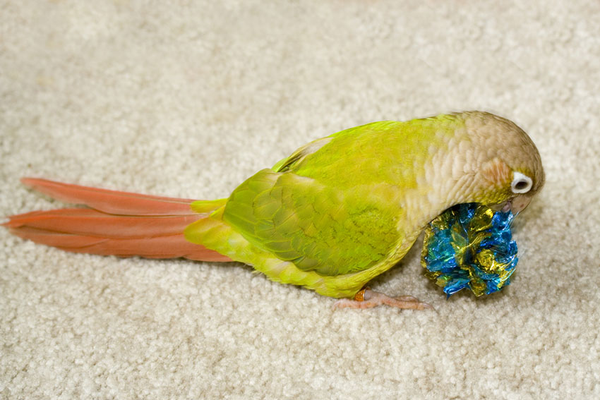 Cinnamon green-cheeked Conure with a toy