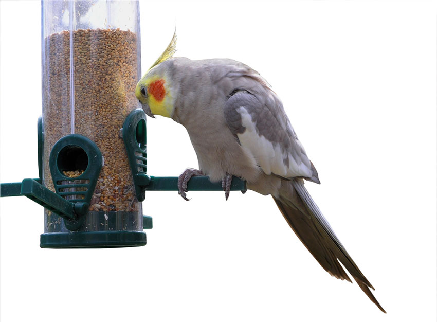 Cockatiels need a rounded diet of dry and fresh foods