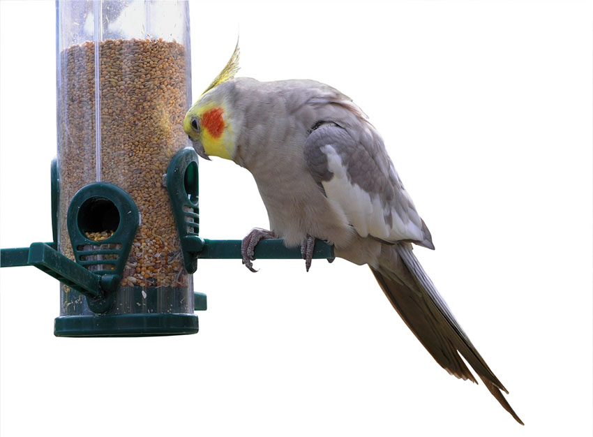 Cockatiel feeding