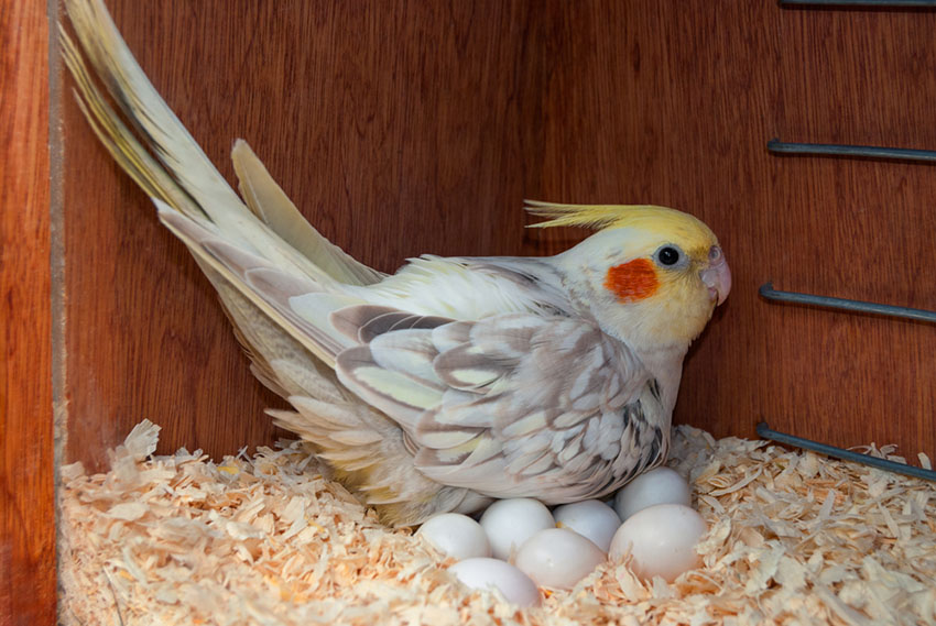 A nesting Cockatiel