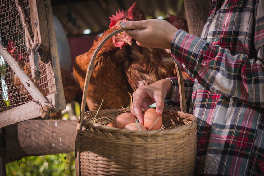 Collecting hen eggs in the morning