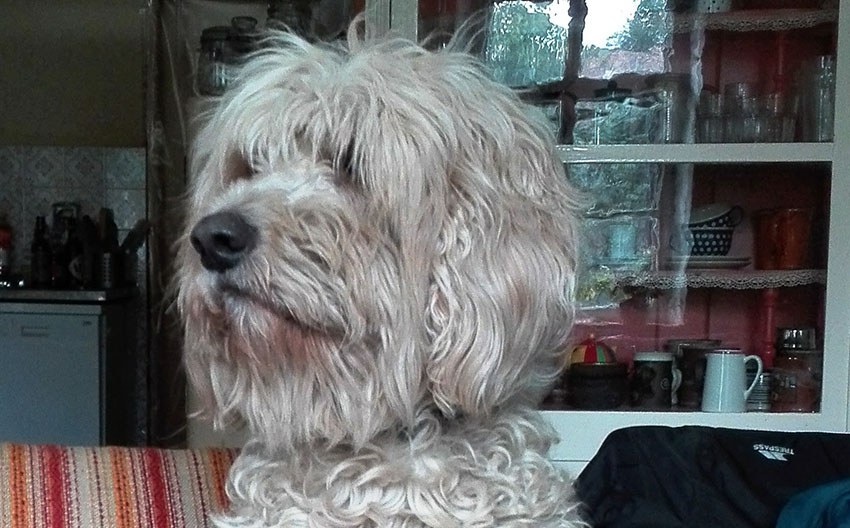 The eyes are partially hidden in this crossbreed Golden retriever and Poodle