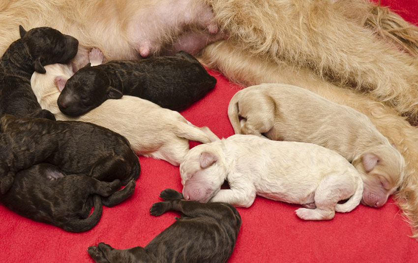 Crossbreed Labradoodle pups newborn