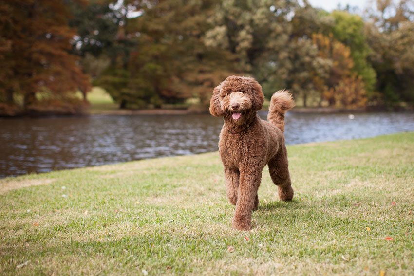 Crossbreed Labradoodle walking by river