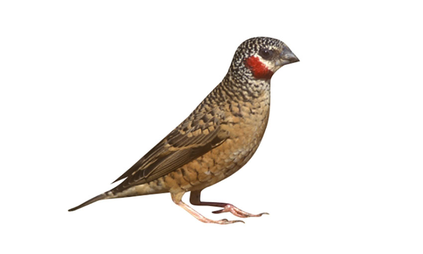 Cut-throat Finch