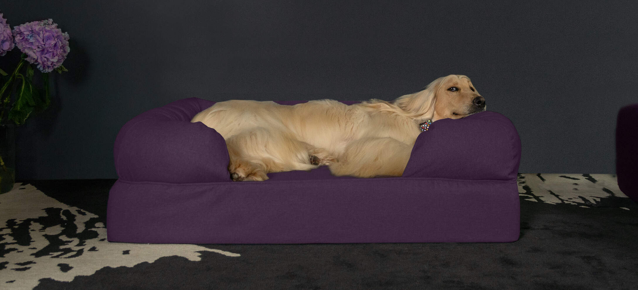 Beautiful Afgha hound on the Omlet Bolster dog bed