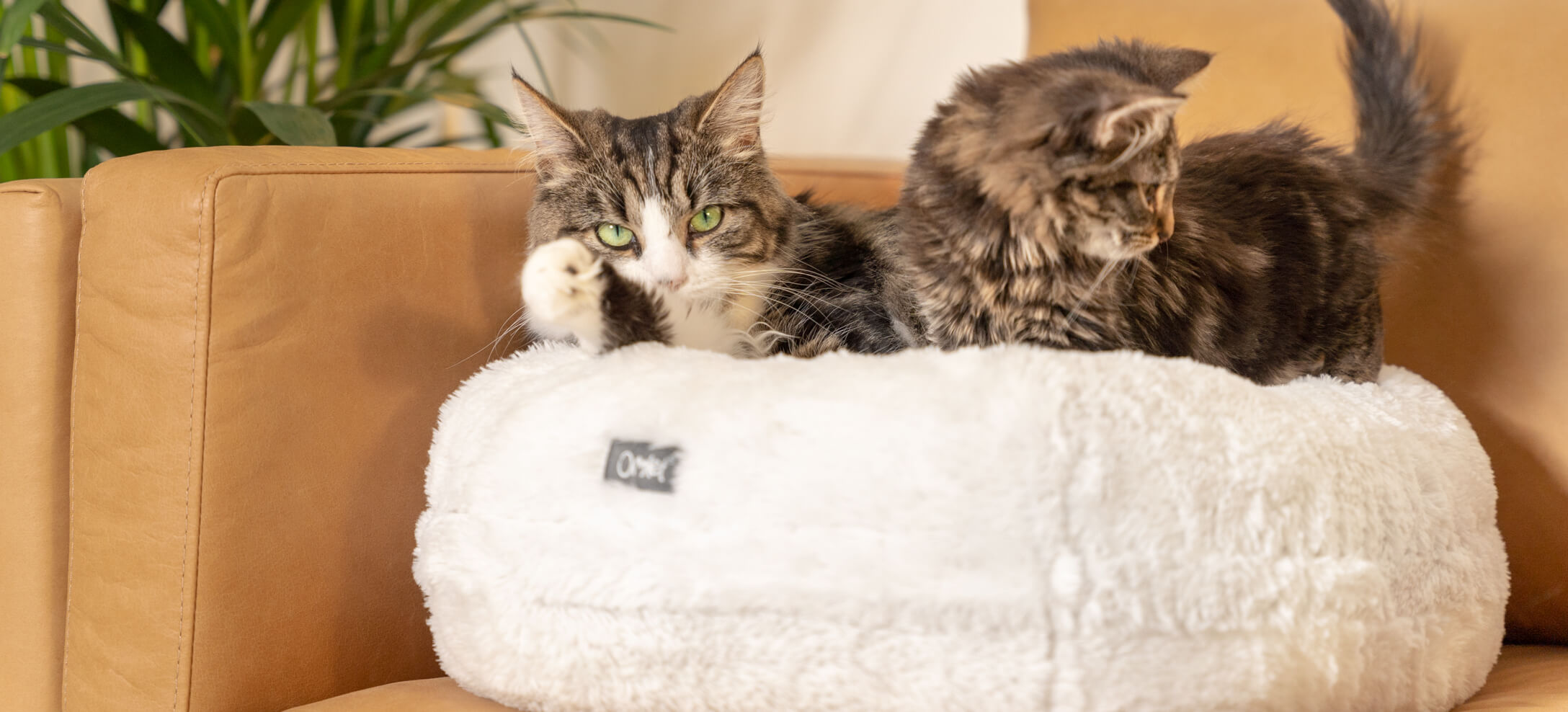 Two cats sharing a white cat bed placed on a sofa