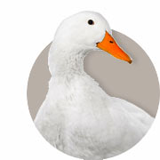 Duck Guide