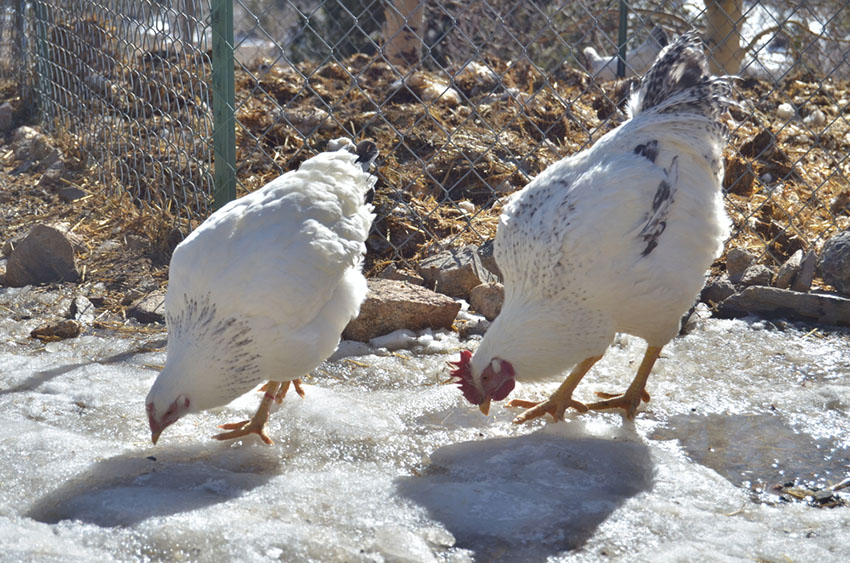 Delaware hens in snow