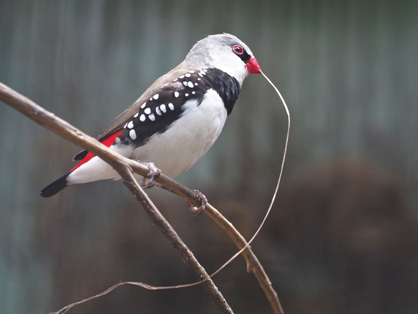 Diamond Firetail nesting