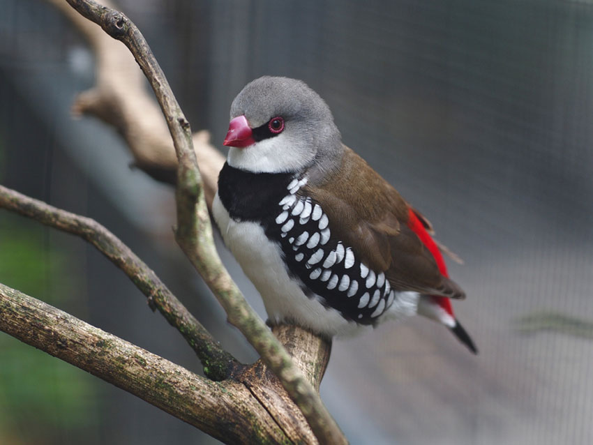 Diamond firetail