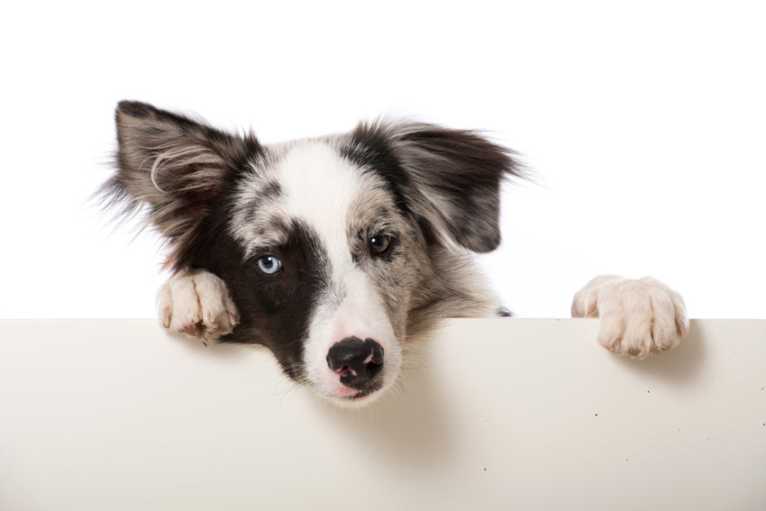 A Border Collie with two different coloured eyes