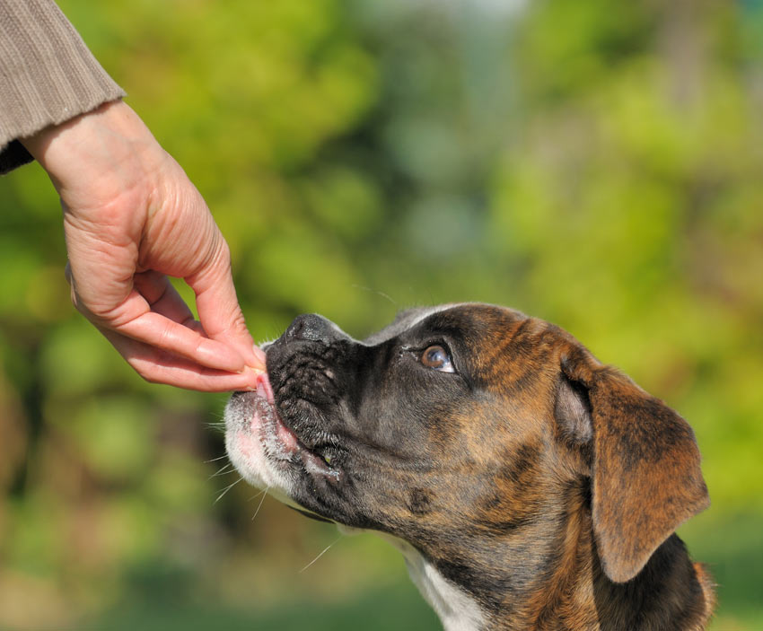 A Boxer being given a treat reward by its owner