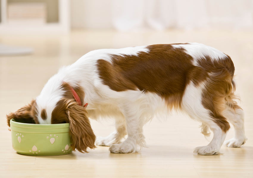 A Cavalier King Charles Spaniel with its head in a bowl of food