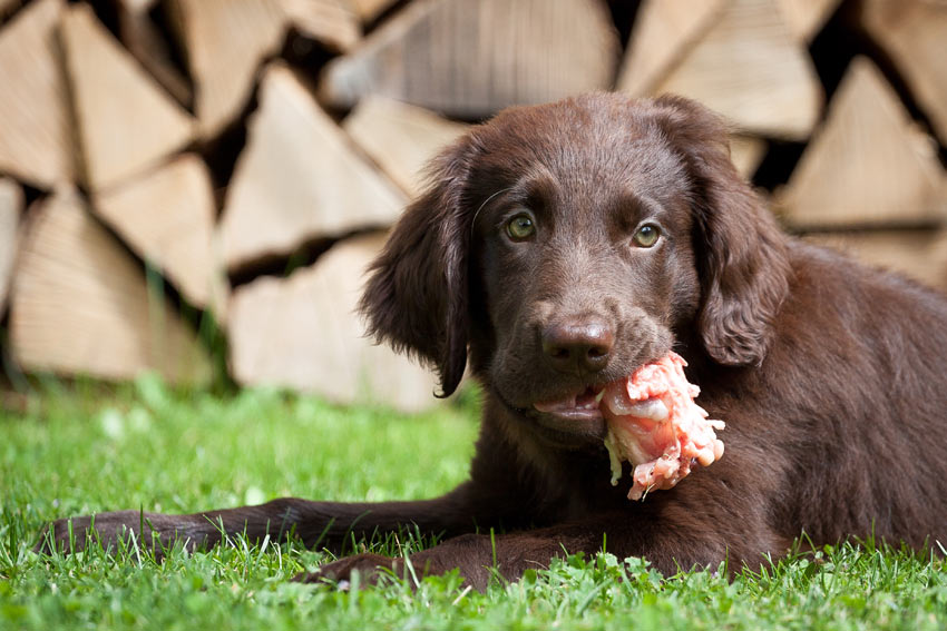 is steak good for puppies