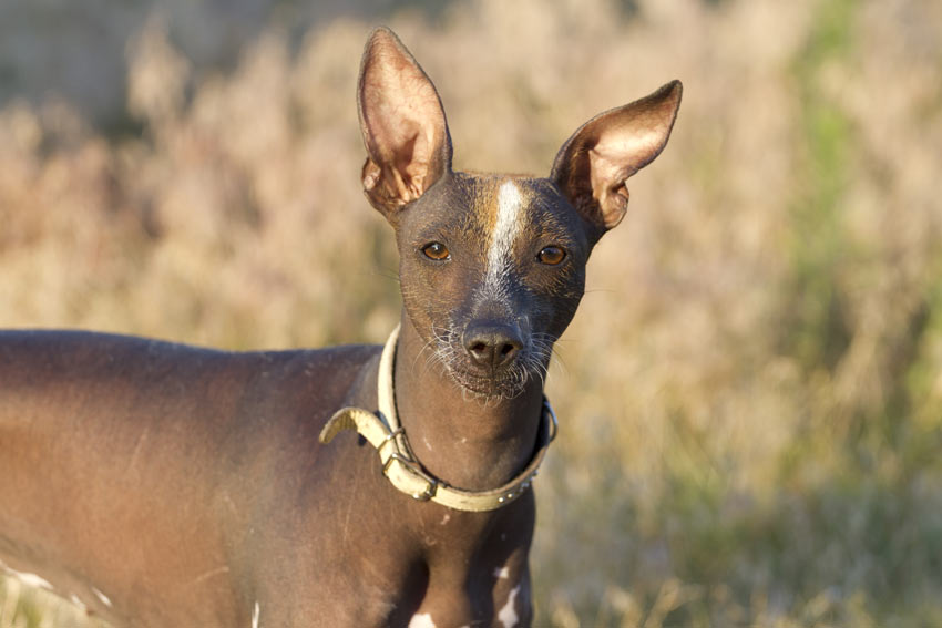 The Mexican hairless dog