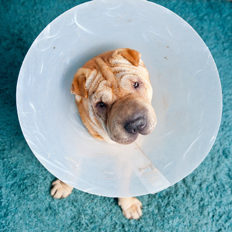 A Shar Pei wearing an Elizabethan collar after just having stitches
