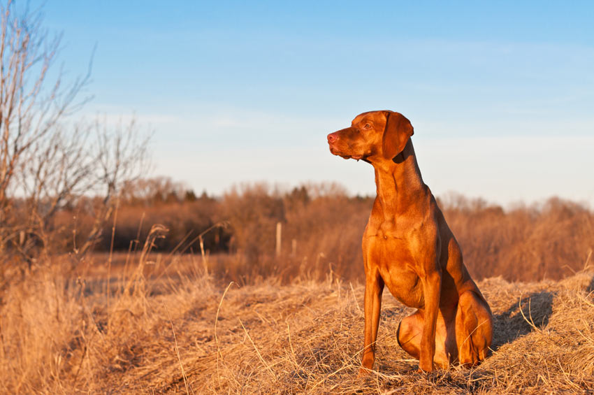 Vizslas are short-haired and easy to groom