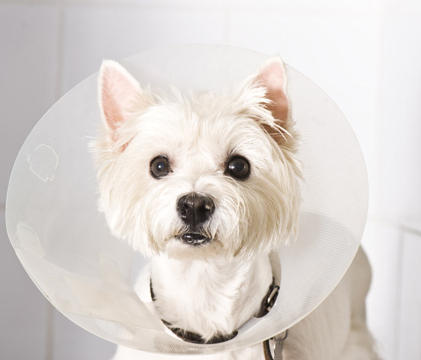 A West Highland Terrier wearing an Elizabethan Collar