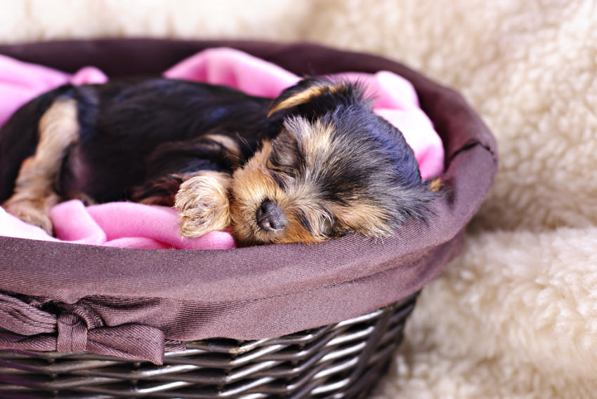 A Yorkshire Terrier puppy sleeping in its bed at night