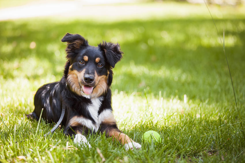 A beautiful adult pet dog resting on the grass in the garden