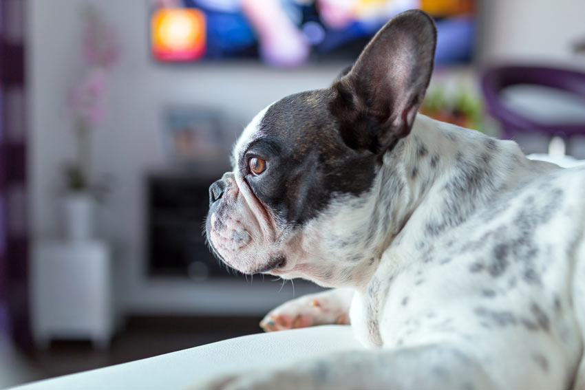 do dogs watch television