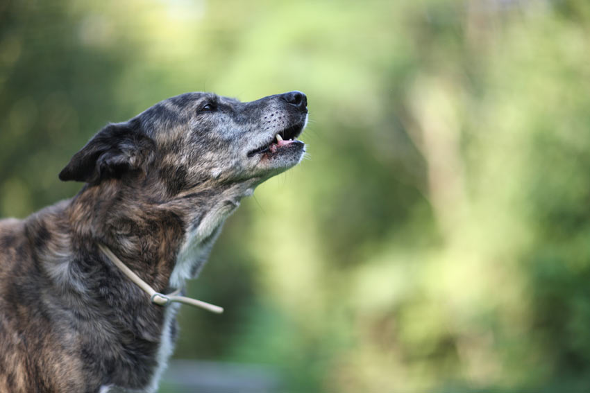 A beautiful crossbreed dog whining at its owner