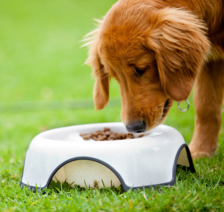 A beautifully little puppy eating a bowl of dry food in the garden