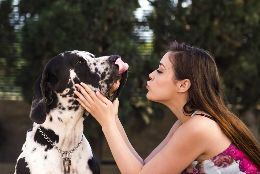 A black and white Great Dane wanting to lick its owner