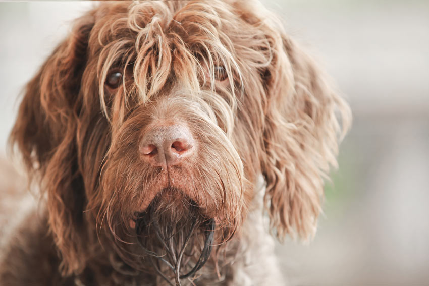 A close up of a Wire Haired Pointing Griffon's scruffy beard and fringe