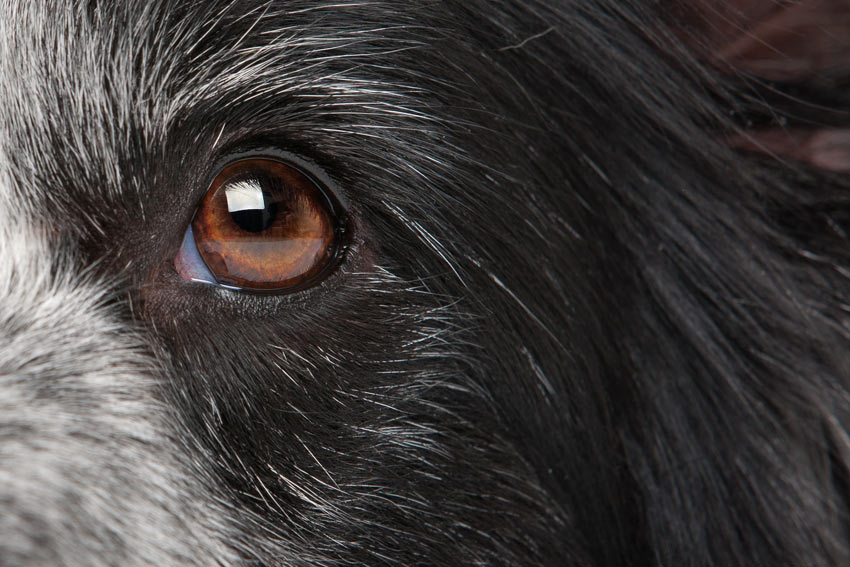 A close up of a beautiful healthy eye of a Collie