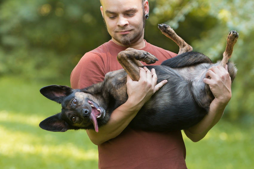 A crazy dog enjoying being picked up by its owner