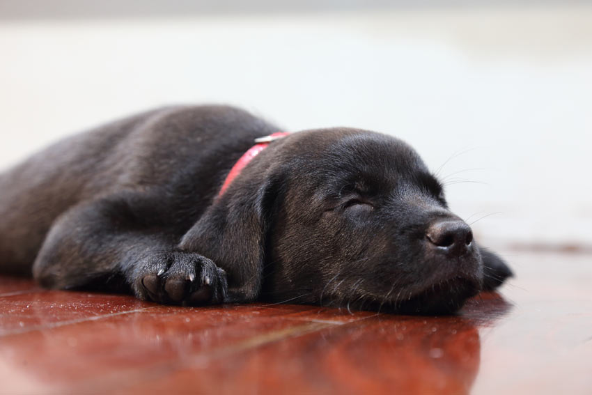 A Black Labrador pup taking a nap