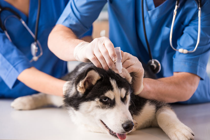 Adminsitering ear drops to a dog