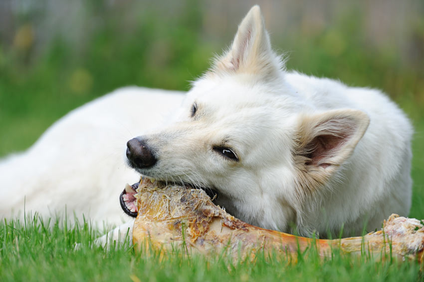 Dog_chewing_a_large_beef_bone.jpg