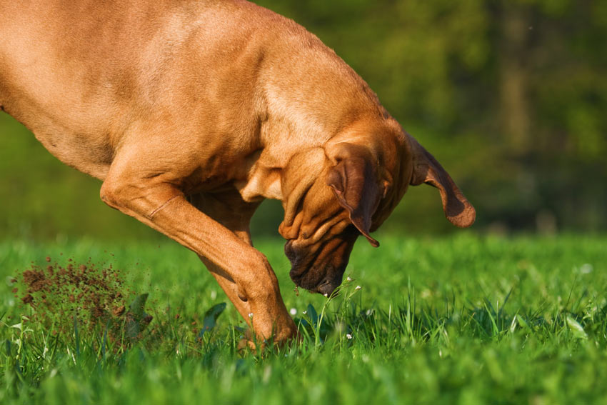 A dog digging a hole in the garden