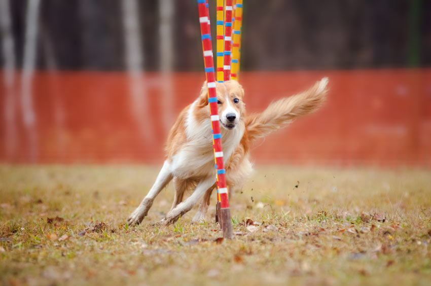 A dog doing an agility course at lightening speed