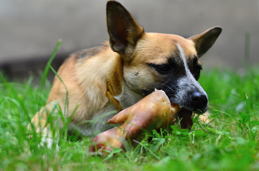 Puppy eating a bone