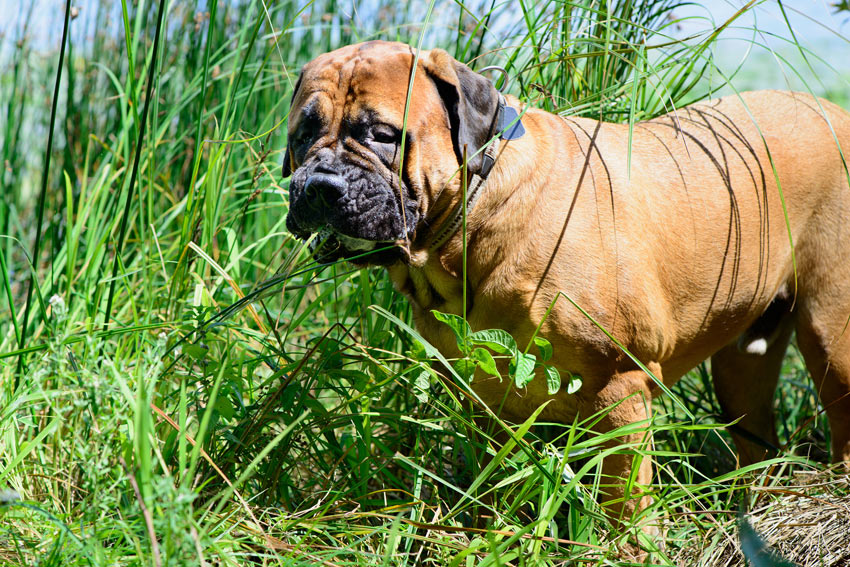 A dog eating grass to make itself vomit